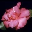 Margaret Crozier